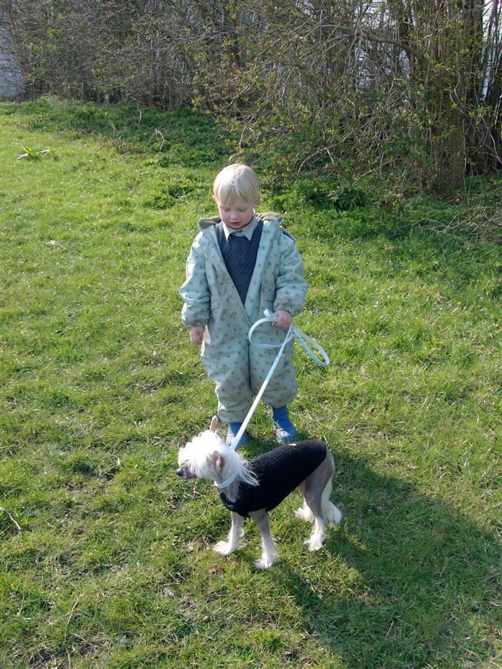 Chinese crested hårløs Shoeshine's Illo - 11) Illo og min lillebror på rideskolen. billede 11