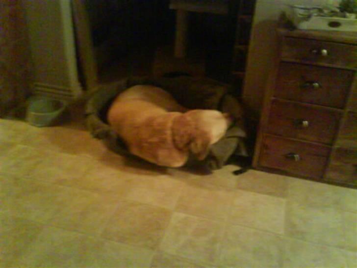 Labrador retriever Bamse <33 *Aflivet* :'(<3 - jaaeh sådan kan man da også ligge i en kurv ? :D <333 billede 6