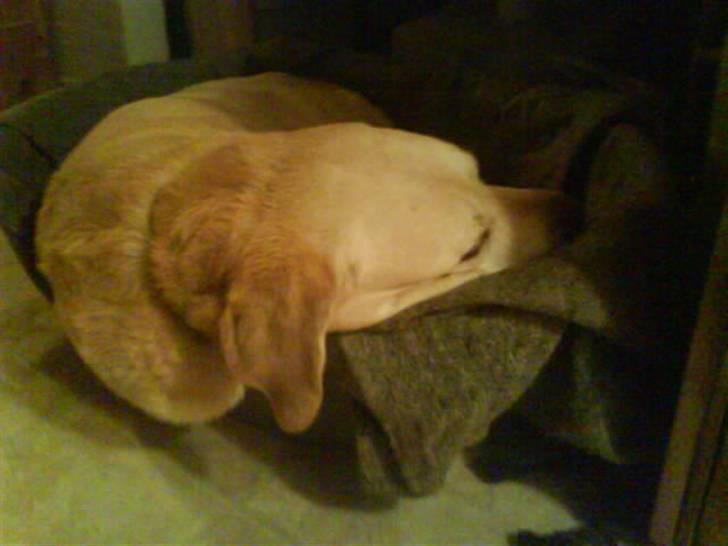 Labrador retriever Bamse <33 *Aflivet* :'(<3 - SÅ sød miin hund EVER ! <333 billede 7