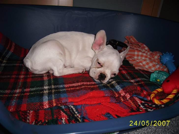 Fransk bulldog ARTHUR billede 2