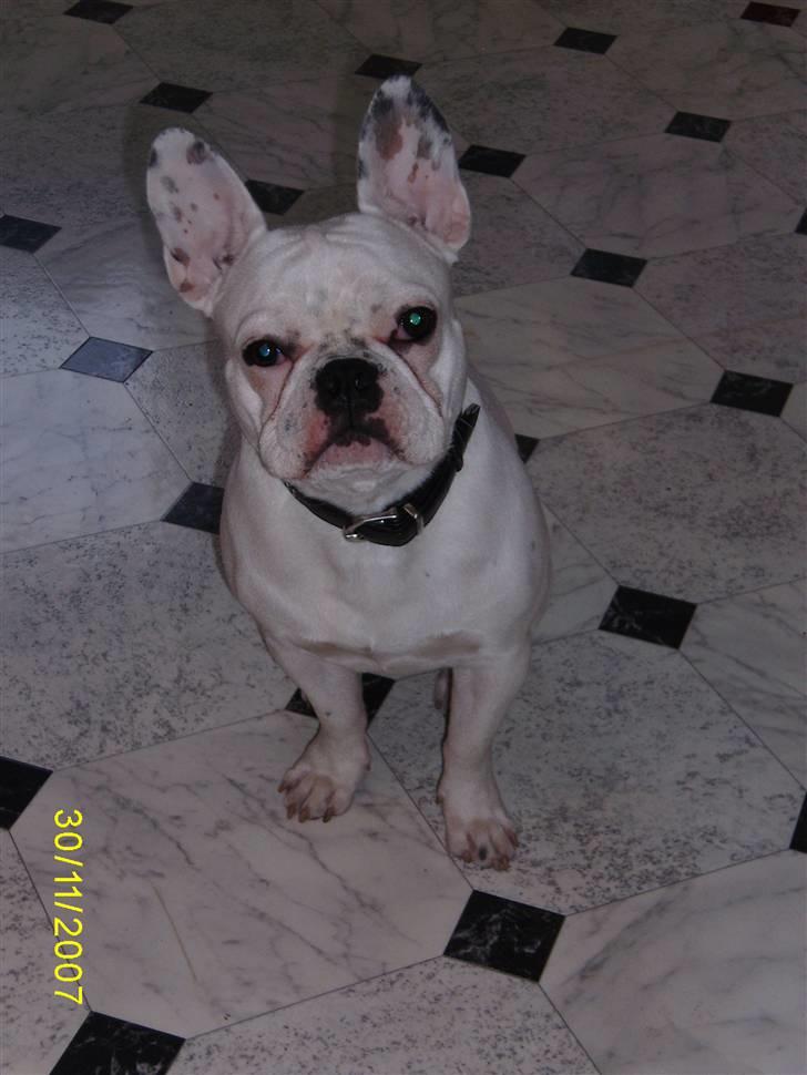 Fransk bulldog ARTHUR billede 3