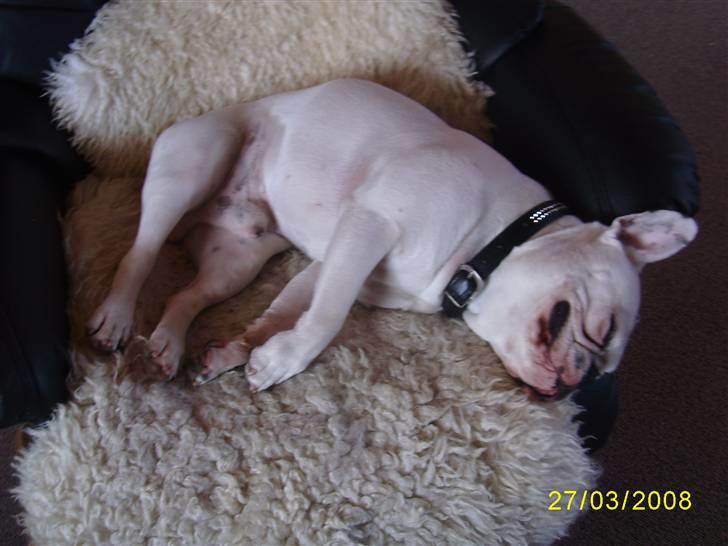 Fransk bulldog ARTHUR billede 4