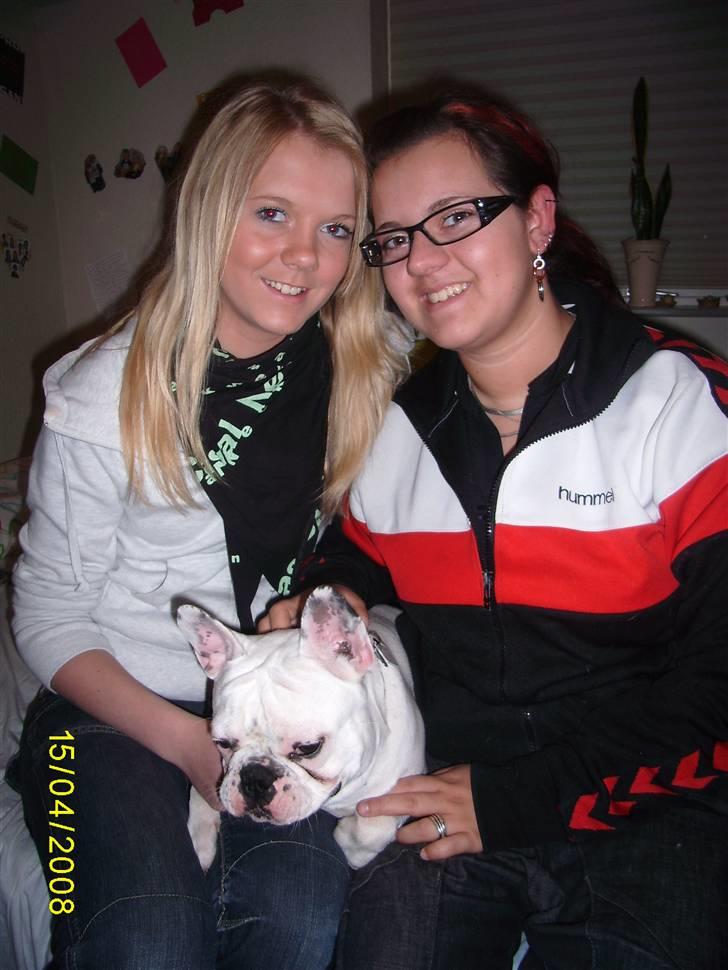 Fransk bulldog ARTHUR billede 5