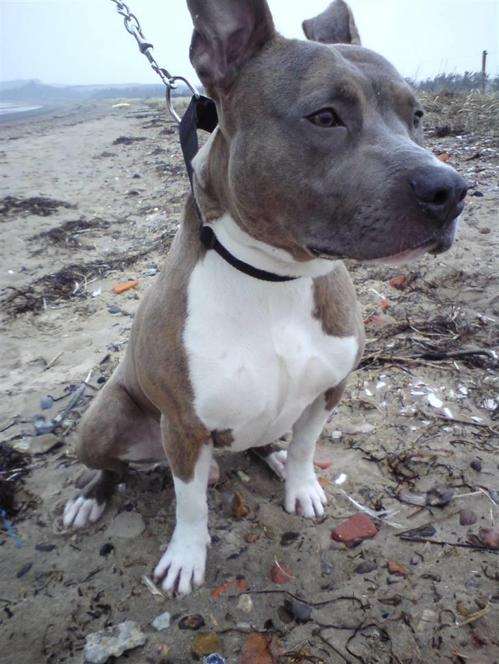 Amerikansk staffordshire terrier Kato billede 19