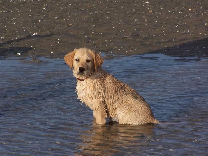 Labrador retriever Molly R.I.P. - Molly ved stranden den 11. maj 2008. Hendes første tur til vandet, men hun var vild med det.  billede 12