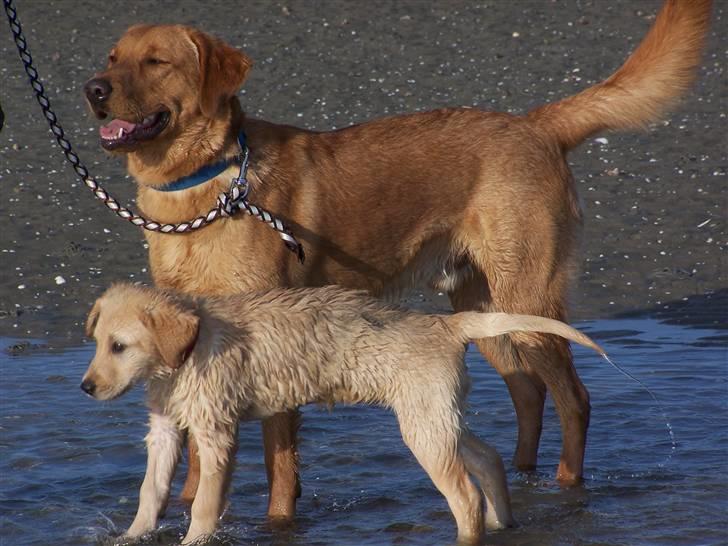 Labrador retriever Molly R.I.P. - Rollo var med ved stranden.  billede 13