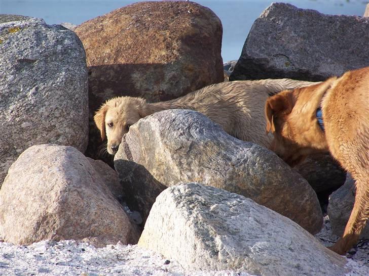 Labrador retriever Molly R.I.P. - Mon hun gemmer sig for sin far ?!?!?! billede 14