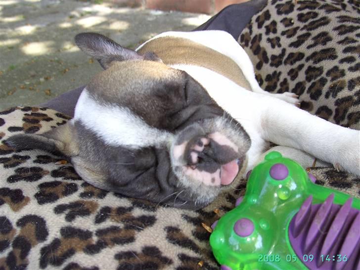 Fransk bulldog chanel - ja her er så alle mine dejlige søskende fra Midland Moor. billede 12