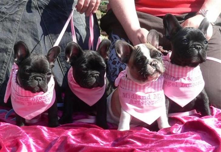 Fransk bulldog chanel - kun os " Tøser" billede 13