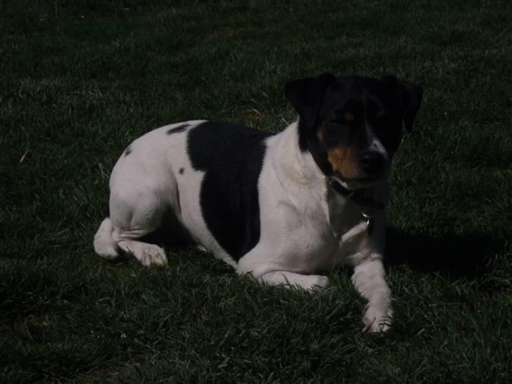 Dansk svensk gaardhund Mads - velkommen til mads profil billede 1