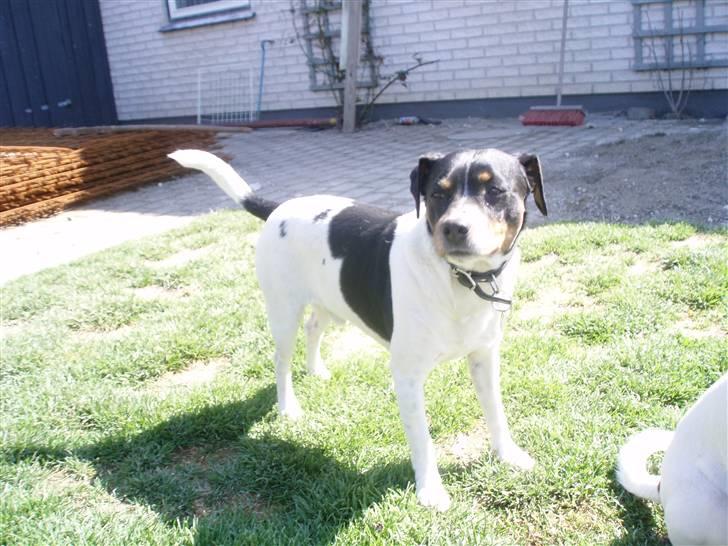 Dansk svensk gaardhund Mads billede 2