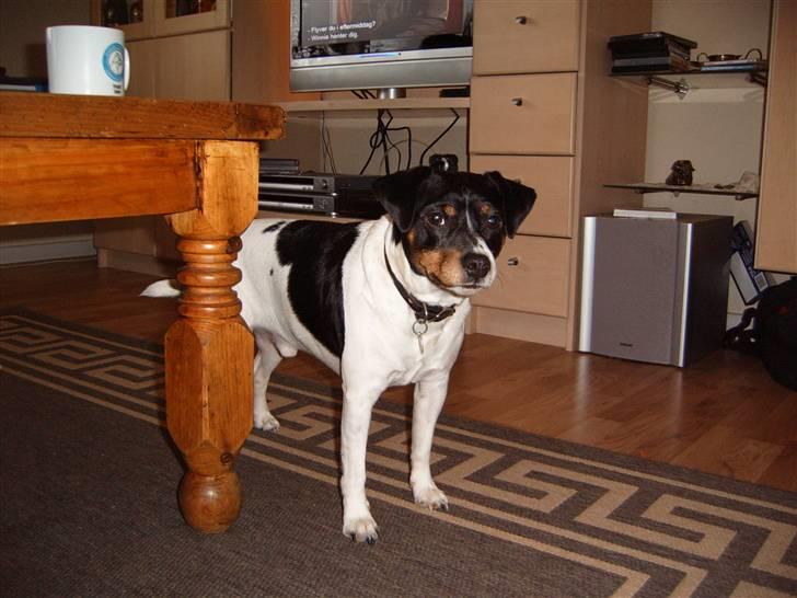 Dansk svensk gaardhund Mads billede 3