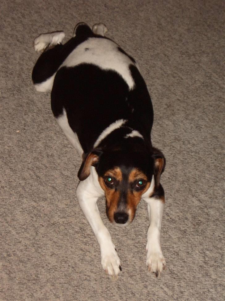 Dansk svensk gaardhund moustgaard alfa - tykke alfa, et stykke tid før hun skal føde. hun er lidt rund billede 4