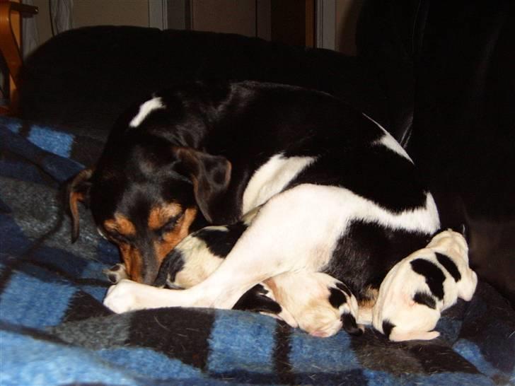 Dansk svensk gaardhund moustgaard alfa - alfa første gang med hvalpe, puha det var hårdt billede 5