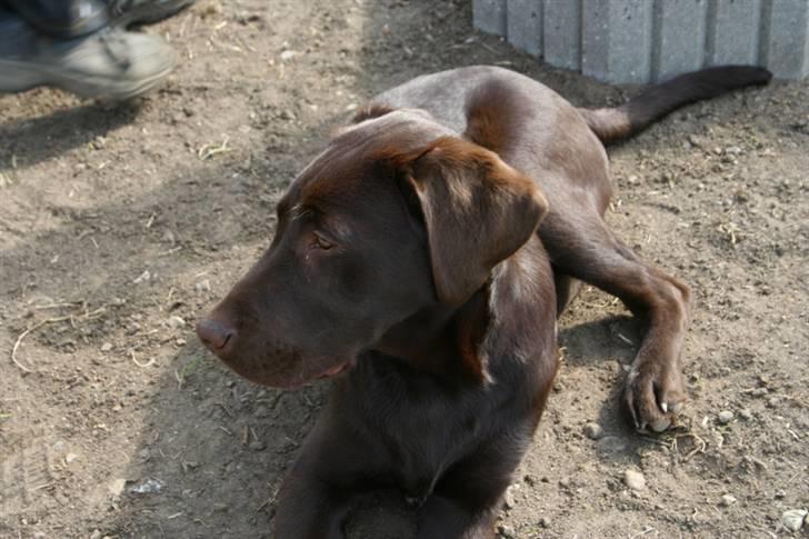 Labrador retriever Anton - Anton hjælper fra i haven...eller rettere ligger i vejen i haven. billede 8