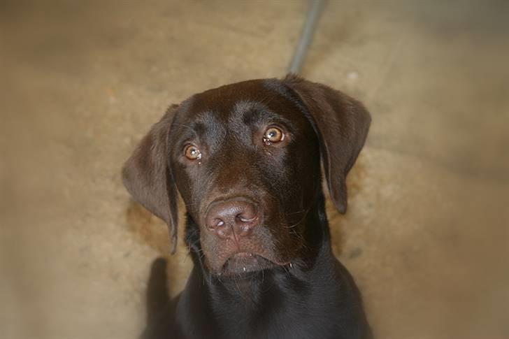 Labrador retriever Anton - Meget smuk.. billede 9