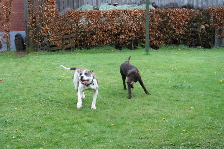Labrador retriever Anton - Anton leger med Freja ( nabo hunden ) billede 11