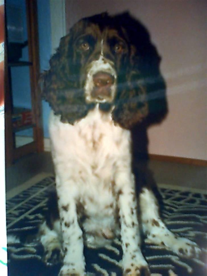 Engelsk springer spaniel Laban **Død** :'( - Velkommen til labans profil, billederne er ikke så gode da de er gamle. billede 1