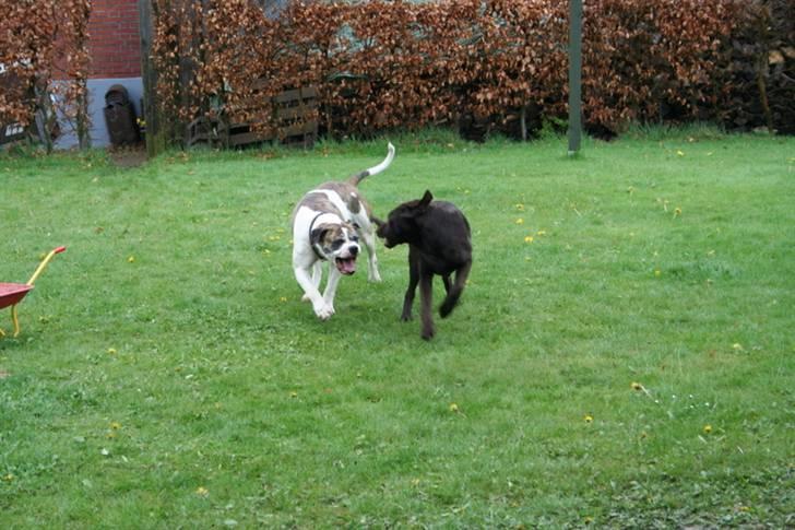 Labrador retriever Anton - De bedste venner billede 12