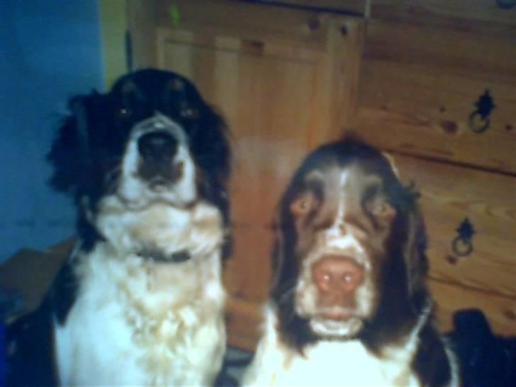 Engelsk springer spaniel Laban **Død** :'( - Hvad skerder for dem haha <3 billede 2