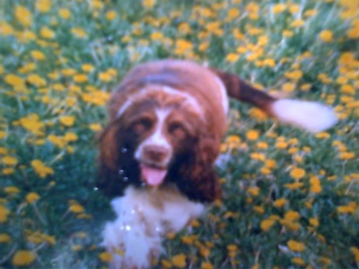 Engelsk springer spaniel Laban **Død** :'( - Ud og løbe, det kunne han li. <3 billede 3
