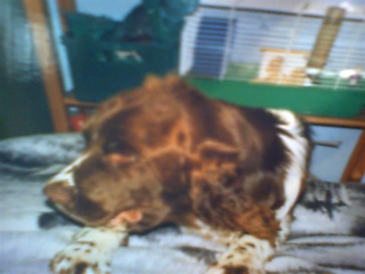 Engelsk springer spaniel Laban **Død** :'( - Hvad sker der for hans face, det er mega,.. haha <3 billede 4