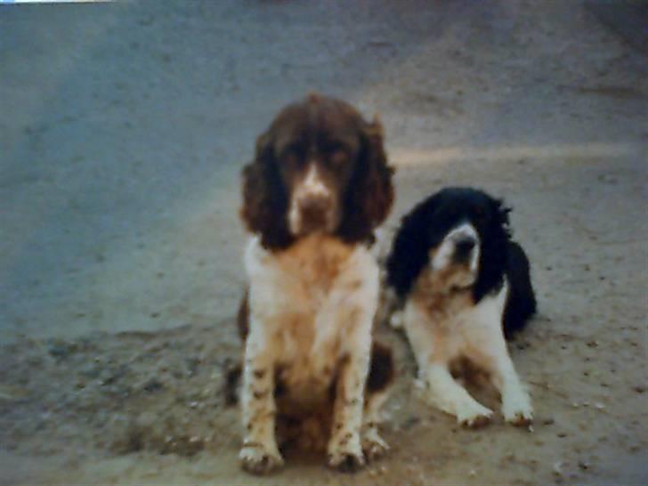 Engelsk springer spaniel Laban **Død** :'( - De to unge. <3 billede 5
