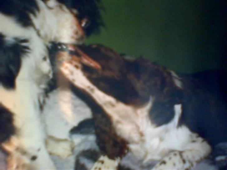 Engelsk springer spaniel Laban **Død** :'( - Slås kunne han også <3 billede 6