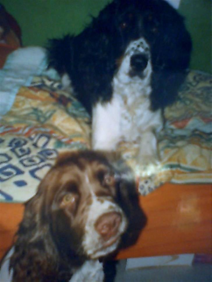 Engelsk springer spaniel Laban **Død** :'( - Nurr.. så søde de er <3. billede 7