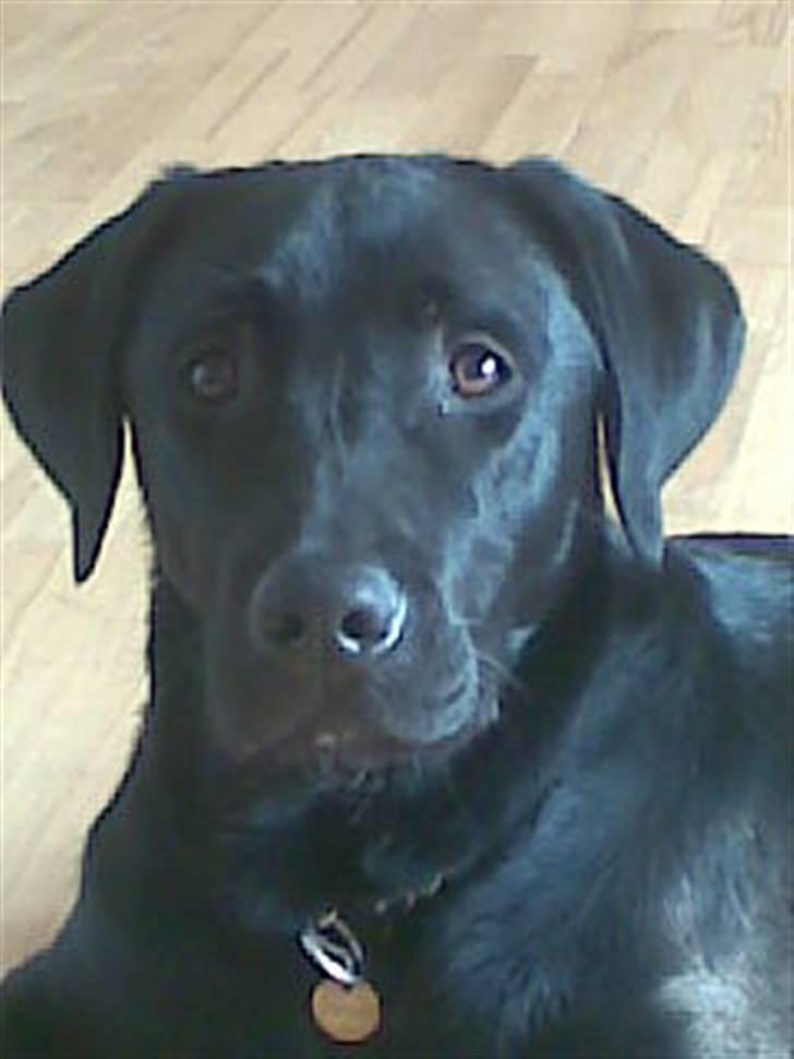 Labrador retriever Turbo - Der kommer flere billeder når de er blevet taget billede 1