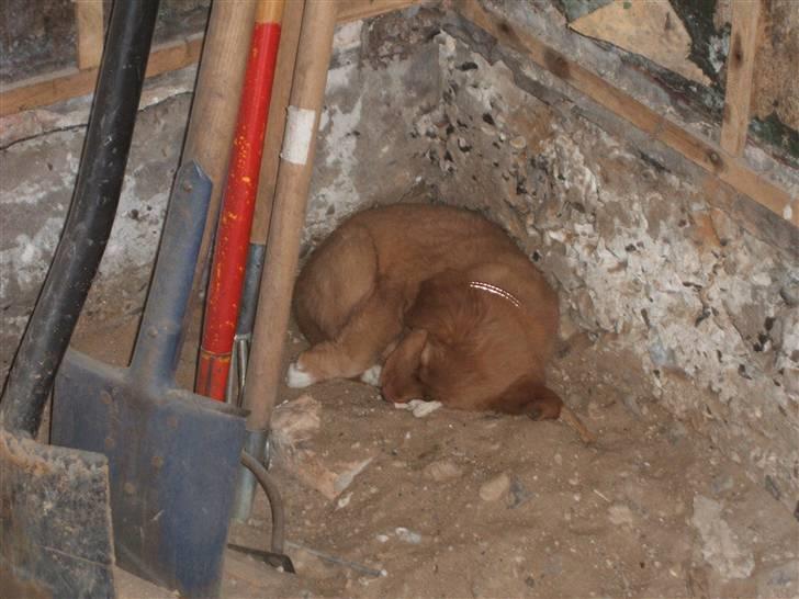 Nova scotia duck tolling retriever Gaia R.I.P 11.11.11 - Jag tager mig lige en lur, midt i alt bygge roddet.. billede 7