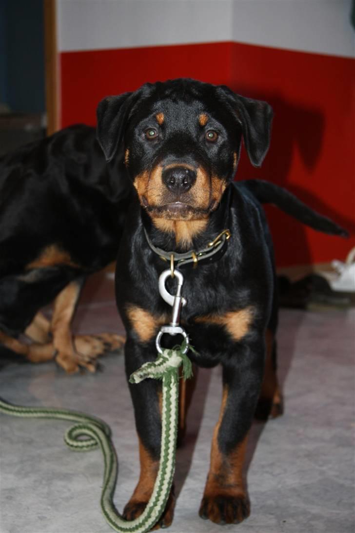 Rottweiler Kita <3 - Velkommen til min profil <3 billede 1