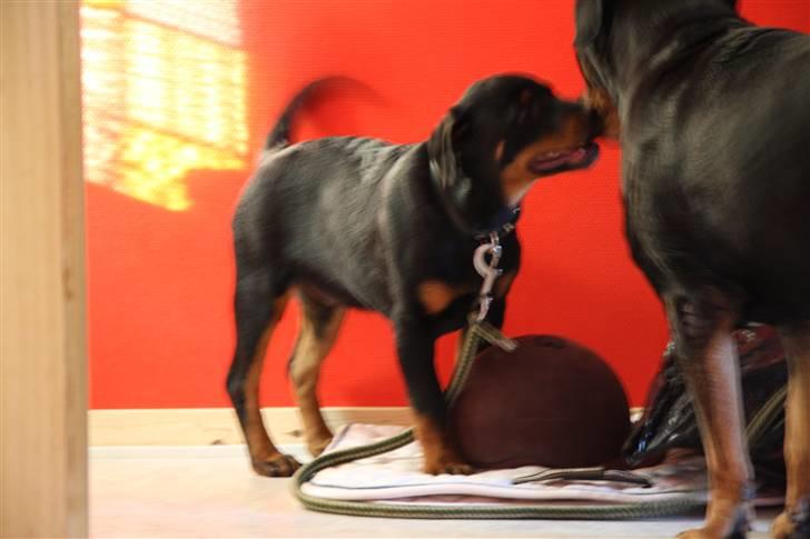 Rottweiler Kita <3 - *Snuse, snuse*Til min pleje mor :p billede 2