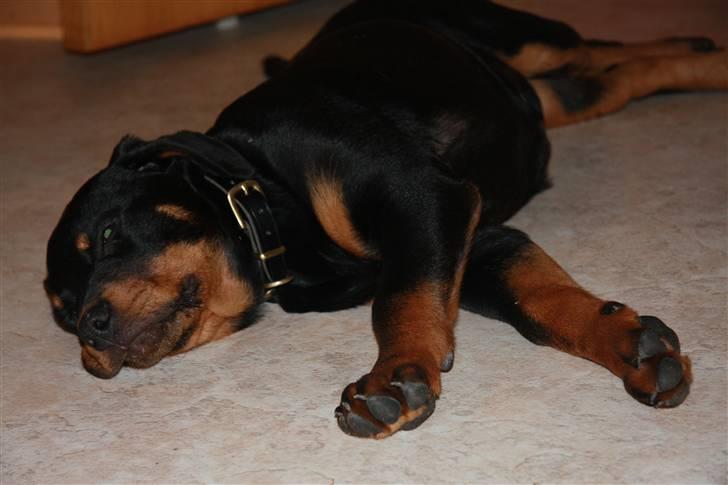 Rottweiler Kita <3 - *Snork , snork* Er vir´kelig træt :s billede 3