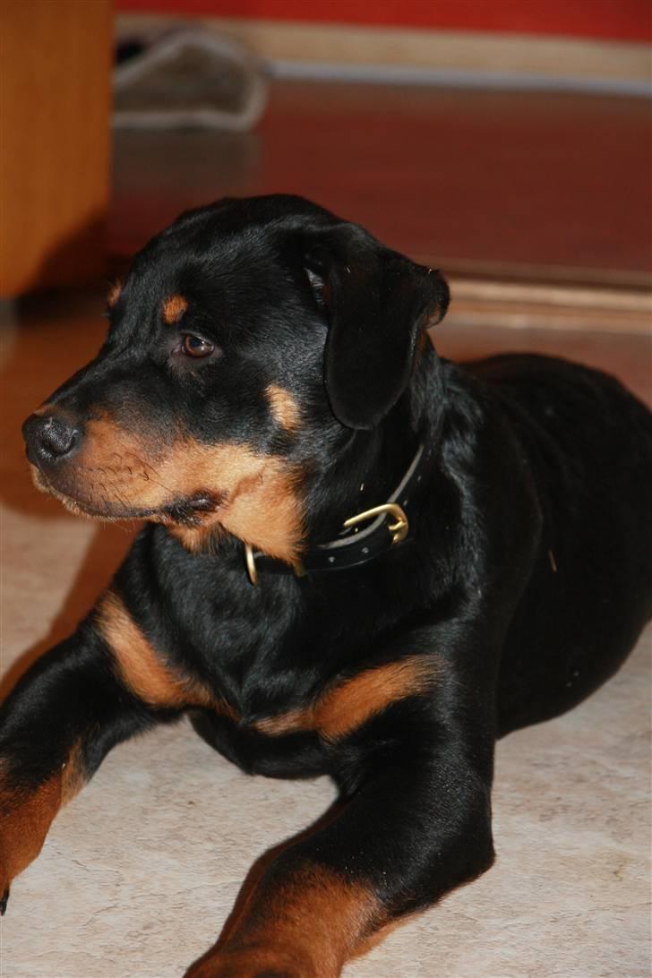 Rottweiler Kita <3 - Hvad var det ? billede 4