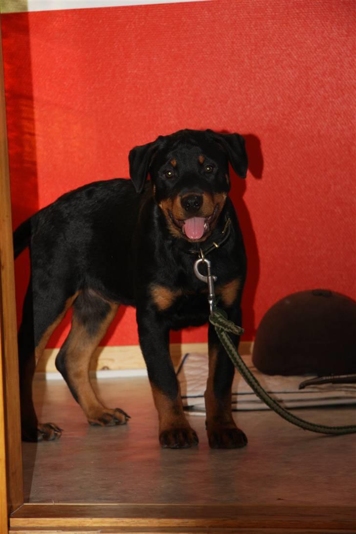 Rottweiler Kita <3 - Kaldte du  ? :p billede 5