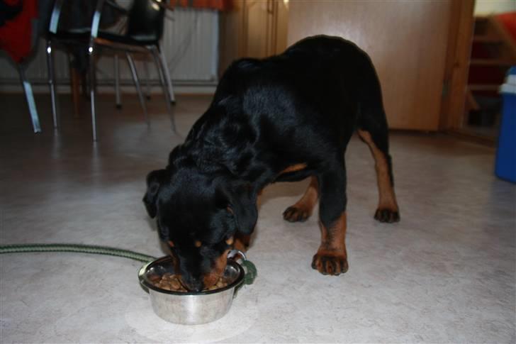 Rottweiler Kita <3 - Maaaaaaad <3 billede 6