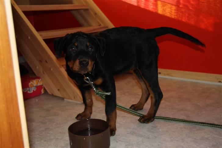 Rottweiler Kita <3 - Ogsaa lidt vand <3 :p billede 7