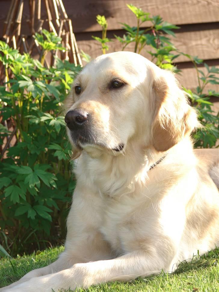 Golden retriever Beauty <3 billede 6