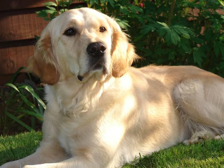 Golden retriever Beauty <3 billede 7