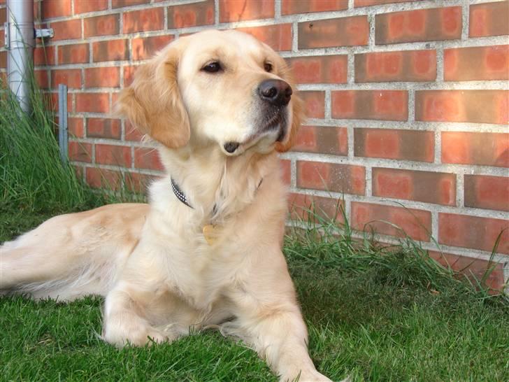 Golden retriever Beauty <3 billede 8