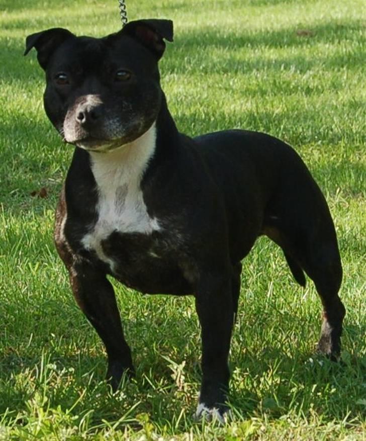 Staffordshire bull terrier Nala - Nala pigen billede 1