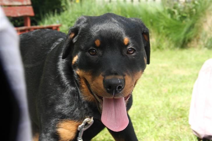 Rottweiler Kita <3 - Også ud at leege xD billede 8