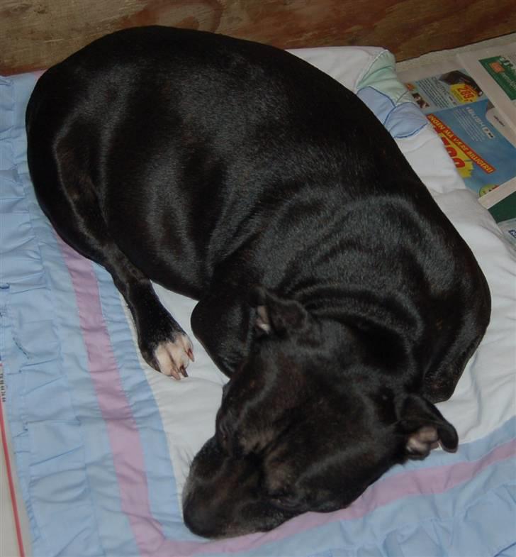 Staffordshire bull terrier Nala - En meget gravid Nala billede 2