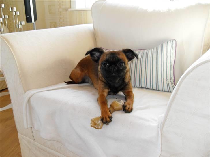 Griffon petit brabancon Sandie billede 1