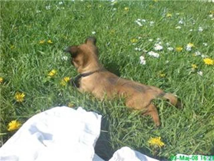 Griffon petit brabancon Sandie - Mon jeg kan fange den  billede 2