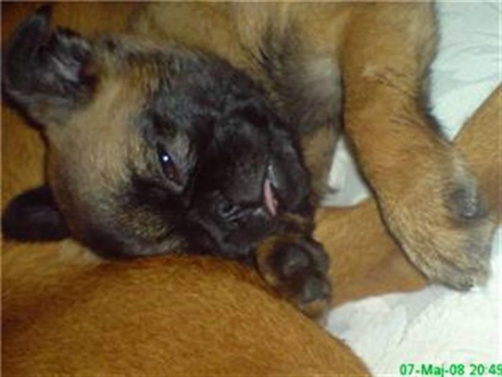 Griffon petit brabancon Sandie - ZzzzzZZzzzzzzZZZzzzzzzzz billede 3