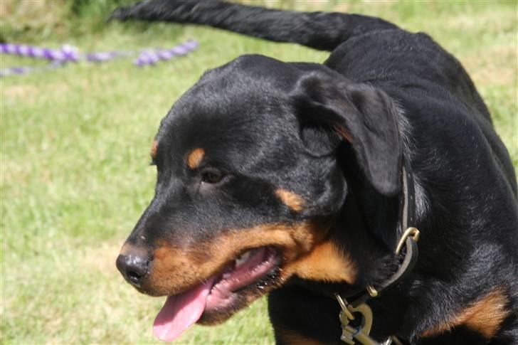 Rottweiler Kita <3 - Pu hda det hårdt ! billede 9