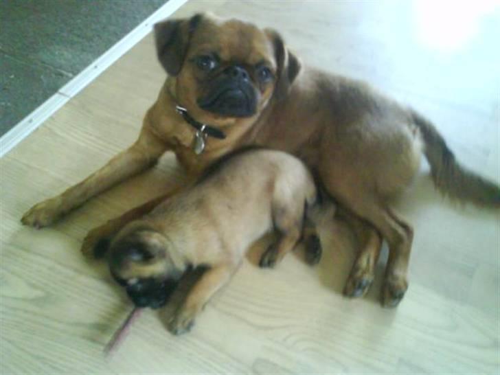 Griffon petit brabancon Sandie billede 4