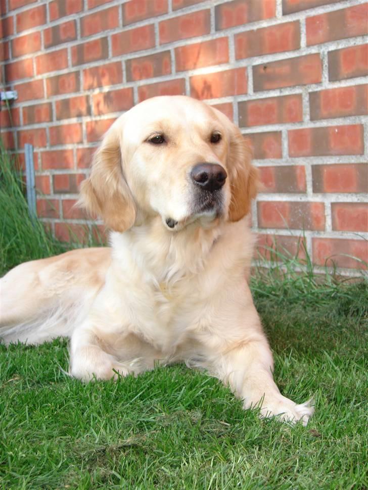 Golden retriever Beauty <3 billede 9